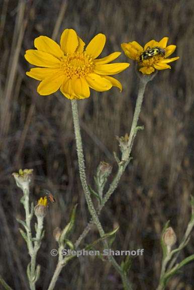 eriophyllum lanatum var achilleoides 2 graphic